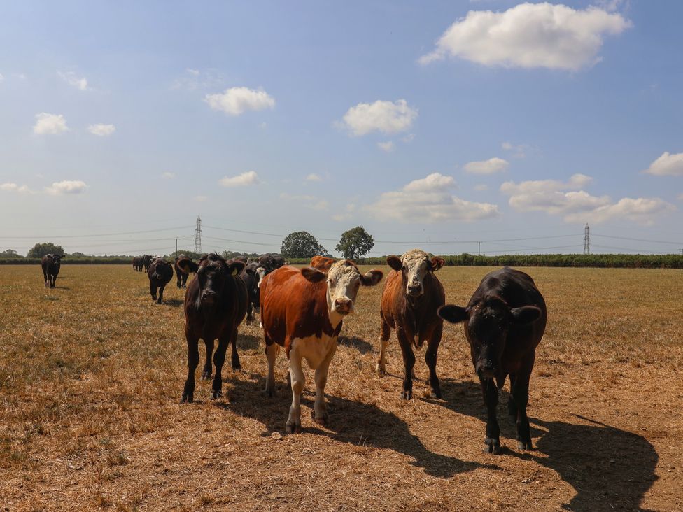 A group of cows walking in a field under a blue sky at The Linhay Cotleigh Nr. Honiton