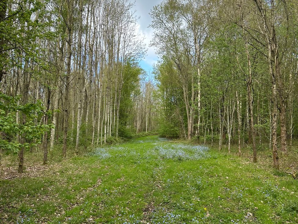 A path through trees and grass with blue flowers at Goldfinch pod in Coalville