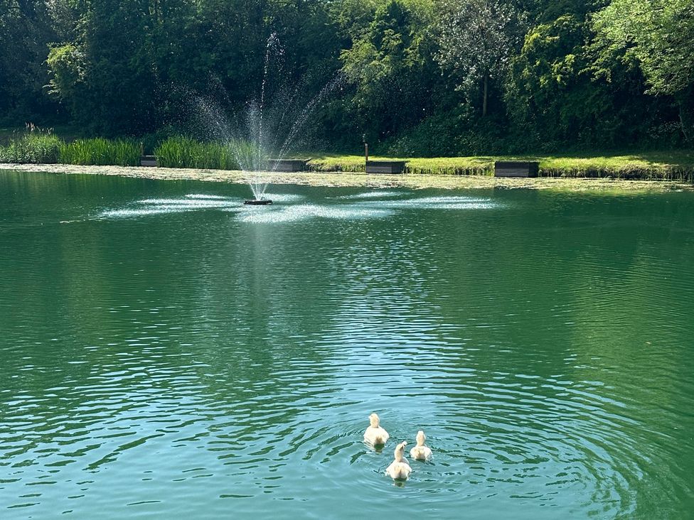 Ducks swimming in a pond with a fountain at Goldfinch pod Coalville