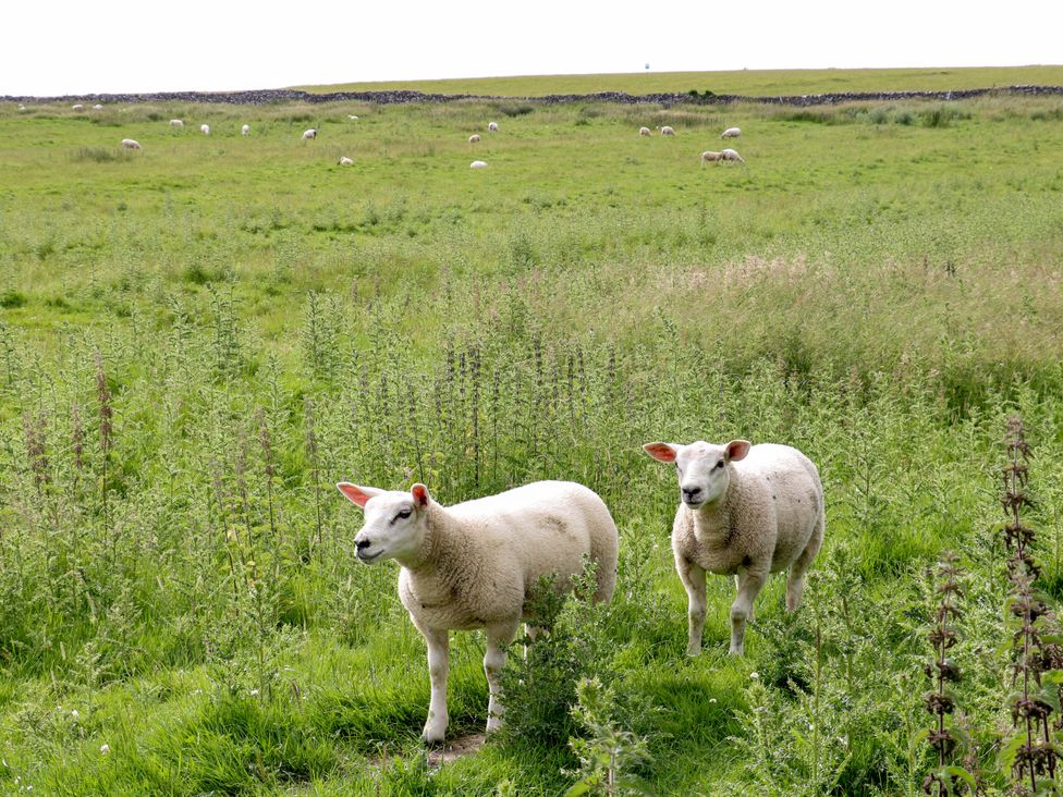 Two sheep in a grassy field at Pike House Farm Shepherds Hut 2 Ashbourne