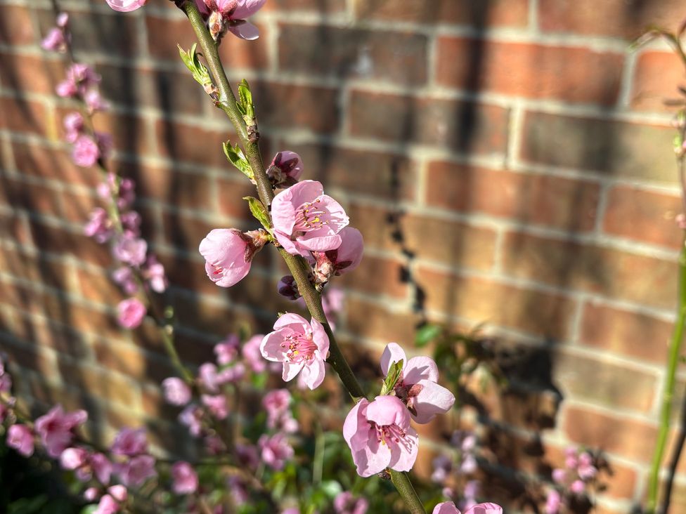 A close-up of pink flowers with a brick wall background at Fables Cottage, Otley, Suffolk
