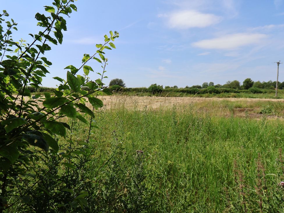 A view of a grassy field and plants under a blue sky