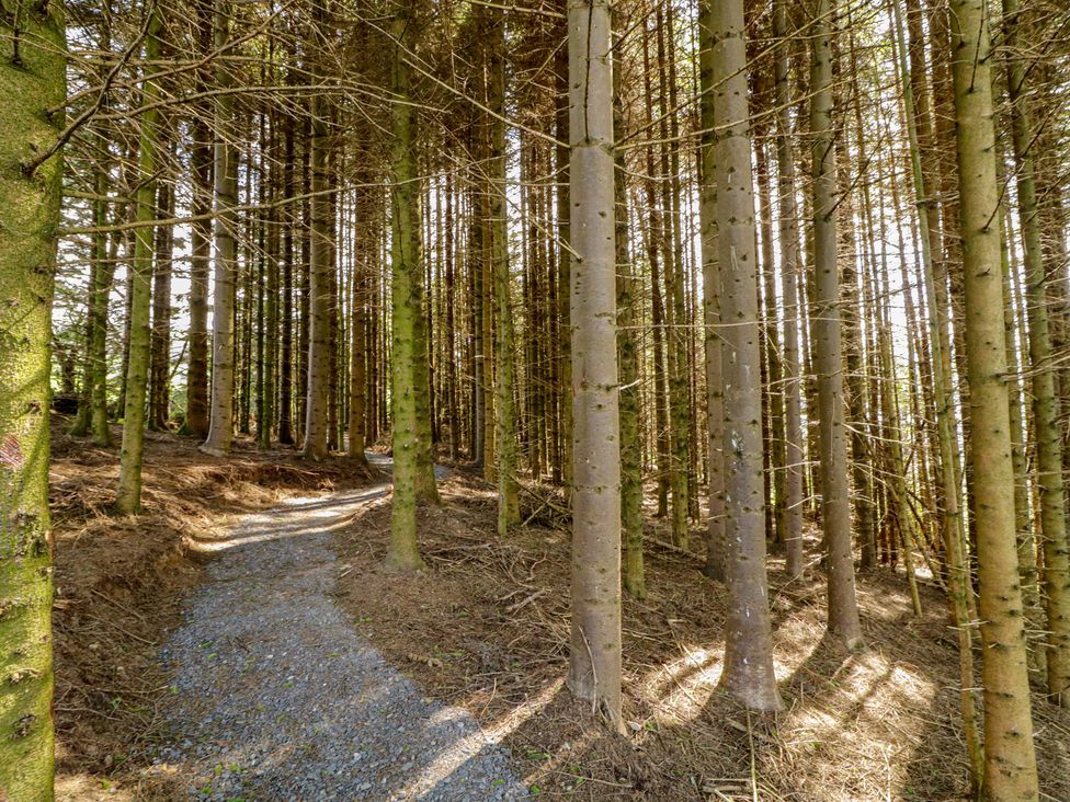 A path winding through a forest with trees at Gortin Glen Glamping Pod 3 in Omagh