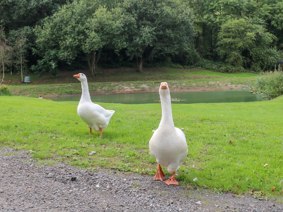 Two geese standing on grass near a pond at Skylark Pod in Swannington near Coalville