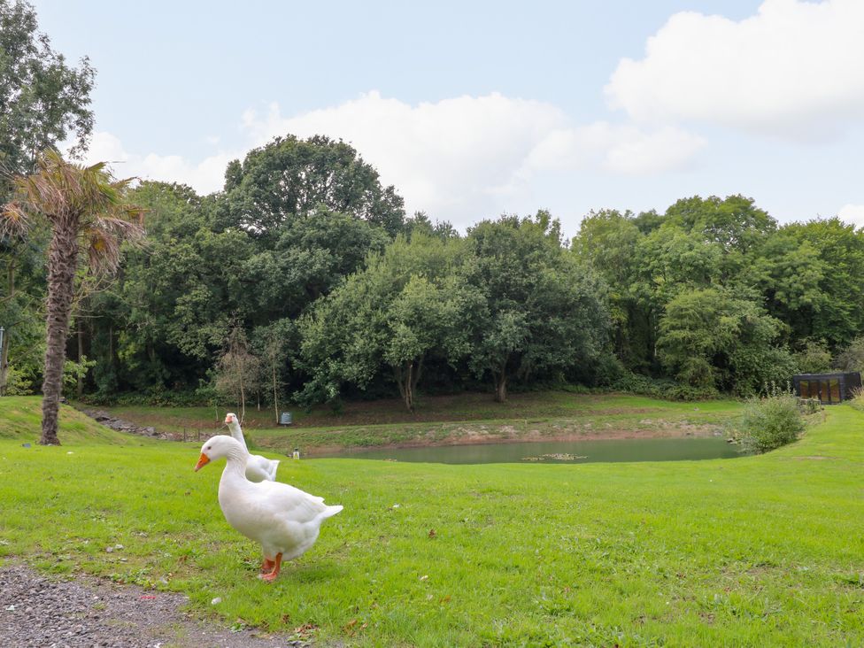 A duck near a pond surrounded by trees at Starling Pod in Coalville