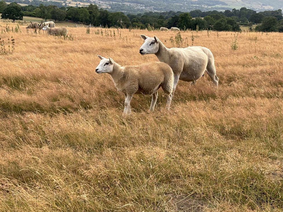 Two sheep in a field at Burras Hill, Otley