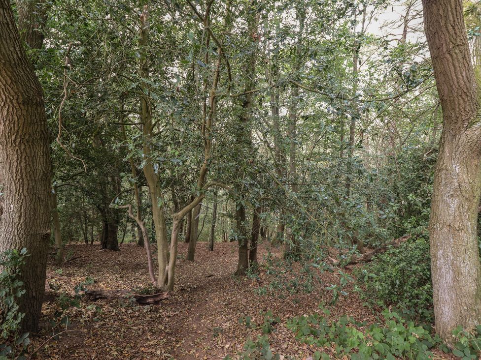 A wooded area with trees and fallen leaves at Plot 13A