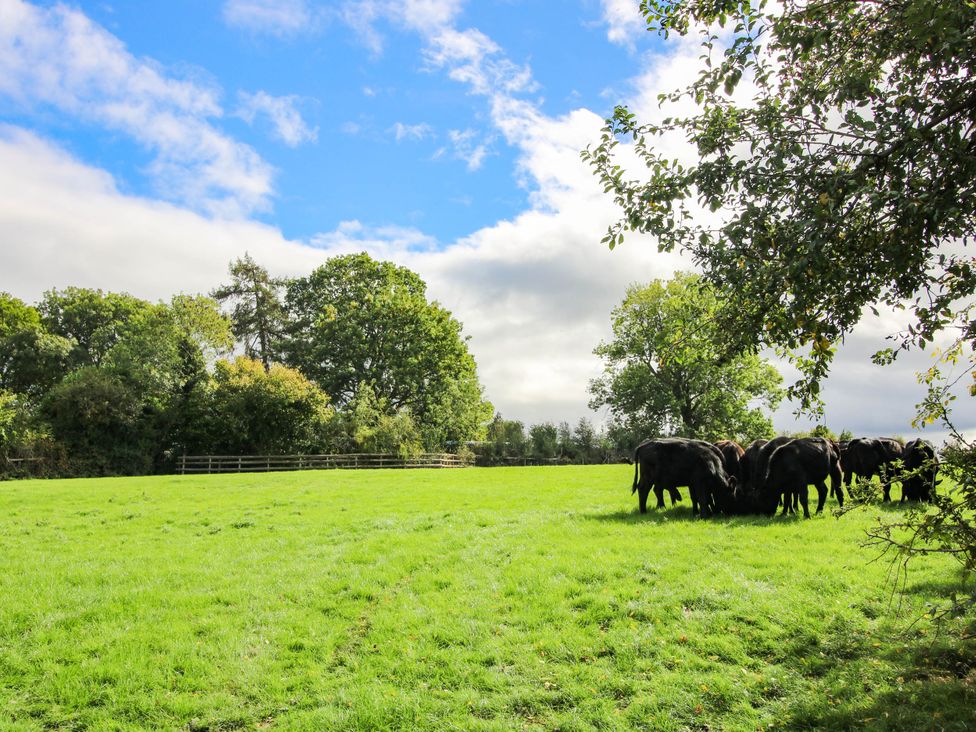 A field with cows grazing and trees in the background at Stone House Farm in Cobnash near Leominster
