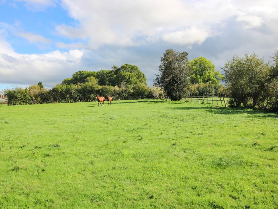 A field with two horses and trees at Stone House Farm in Cobnash near Leominster