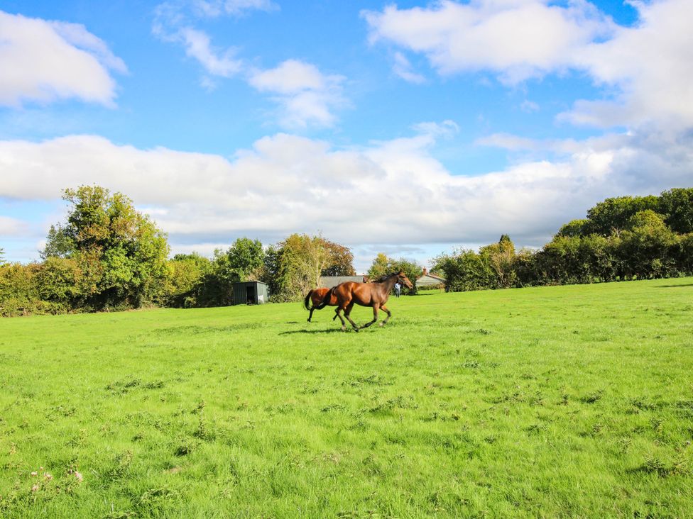 A horse running in a grassy field at Stone House Farm in Cobnash near Leominster