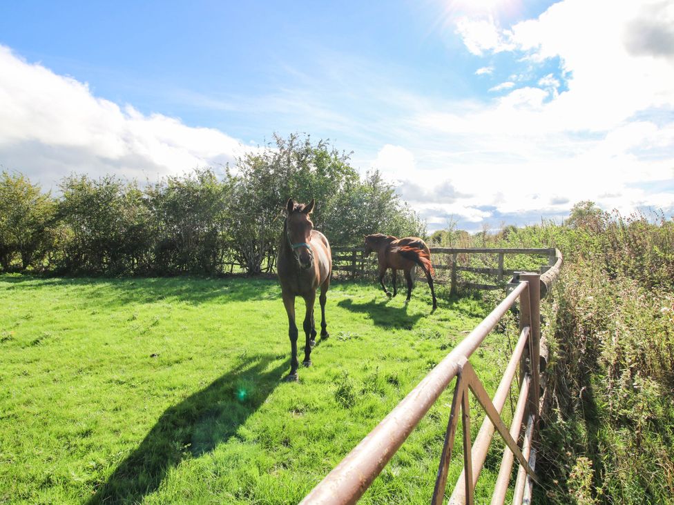 Two horses in a field near a fence at Stone House Farm in Cobnash near Leominster