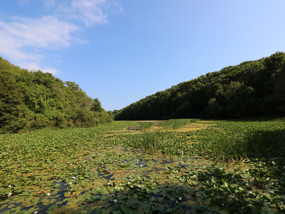 A water scene with lilypads and trees at St.Twynells Farm in Pembroke