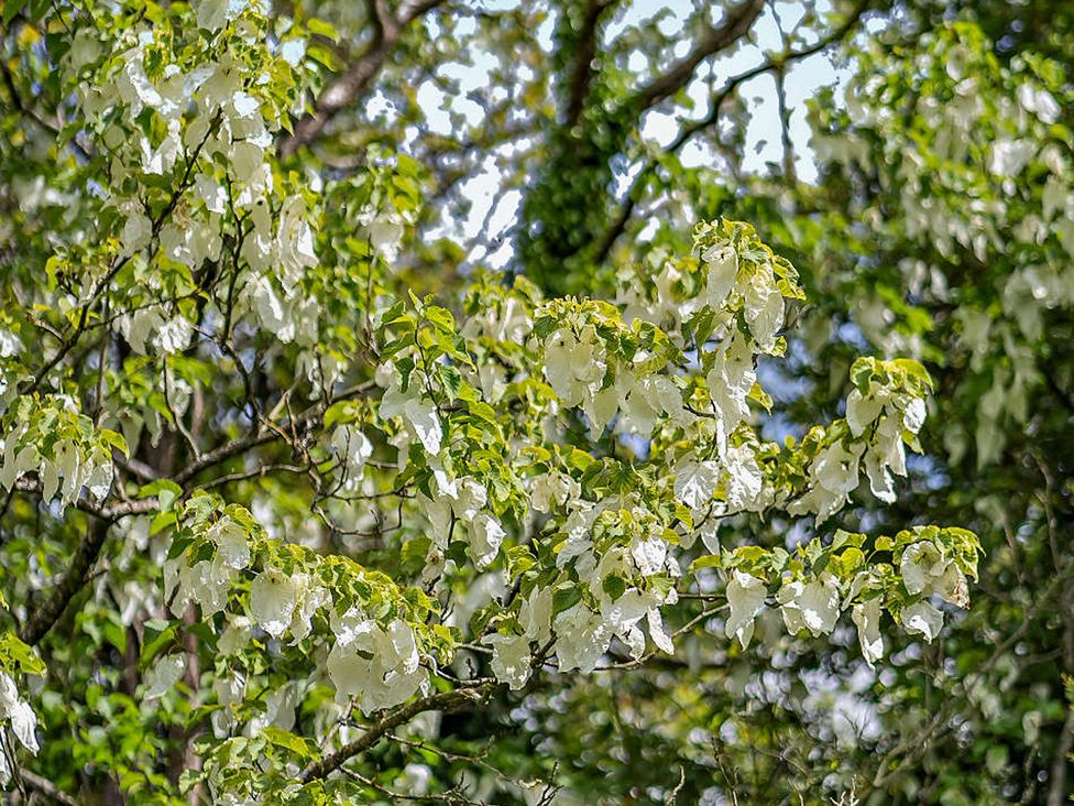 A close-up of leaves on branches of a tree with white elements at Staunton Park in Leominster