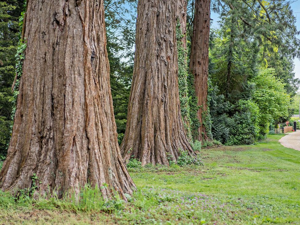 A row of trees beside a grassy area at Staunton Park in Leominster