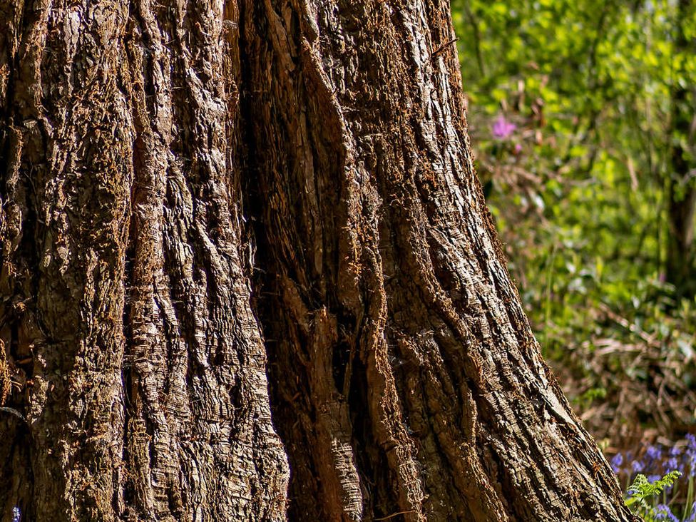 A close-up view of a tree trunk in a natural setting