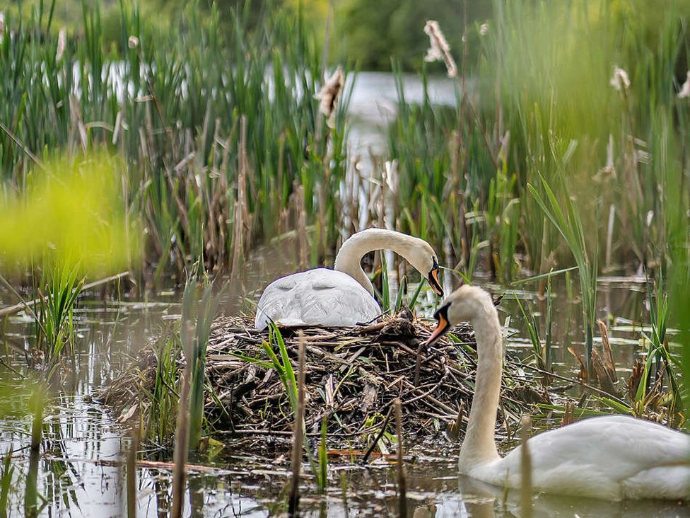 Swans sitting near a nest at Staunton Park in Leominster