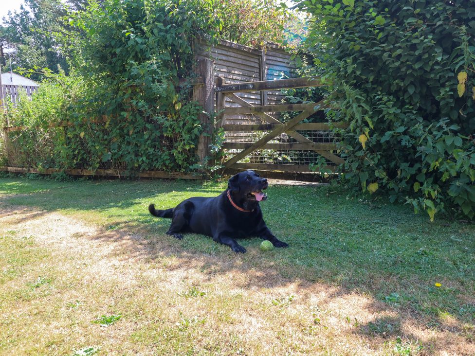 A dog lying on grass near a gate and bushes at Down Cottage in Zeal Monachorum