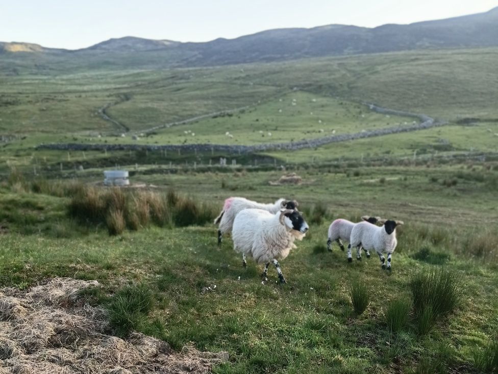 Sheep grazing in a field at Sliabh League Mountain Lodge TEILEANN near Kilcar, County Donegal