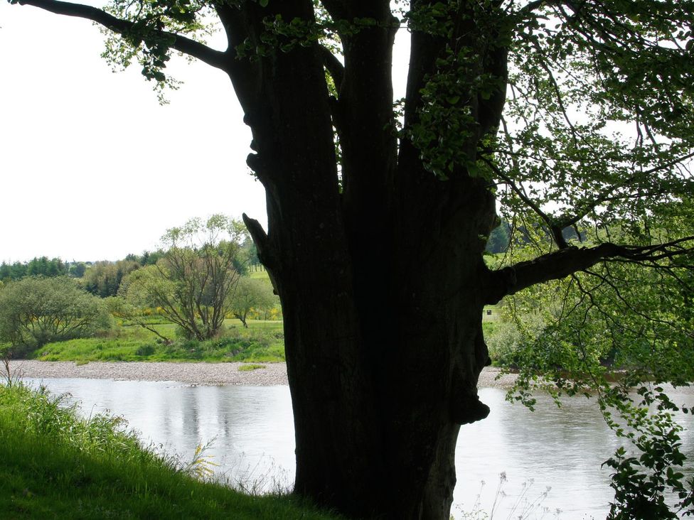 A tree beside a river with greenery at Boat House Aberdeen