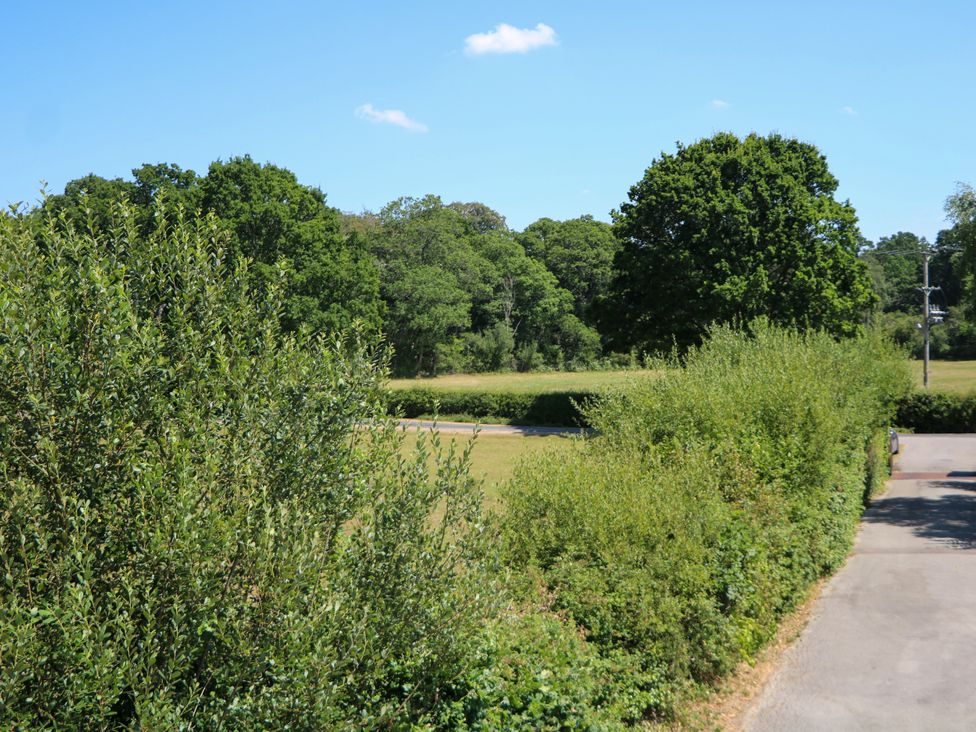 A view of trees and bushes along a road at Perry Dees in Minstead