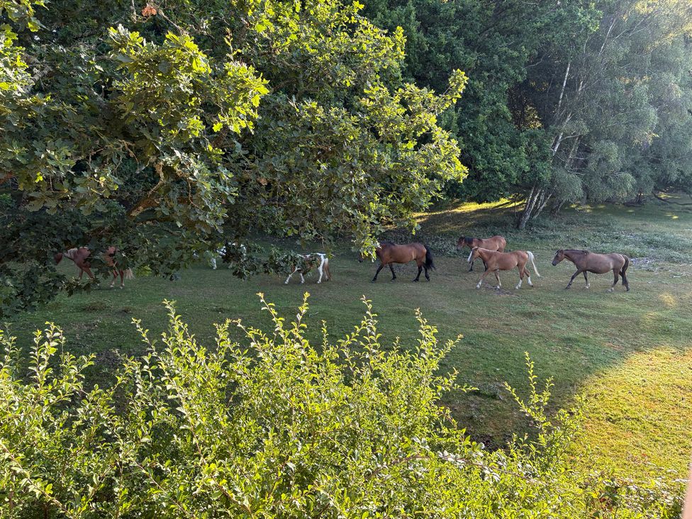 A group of horses walking through grass at Perry Dees in Minstead