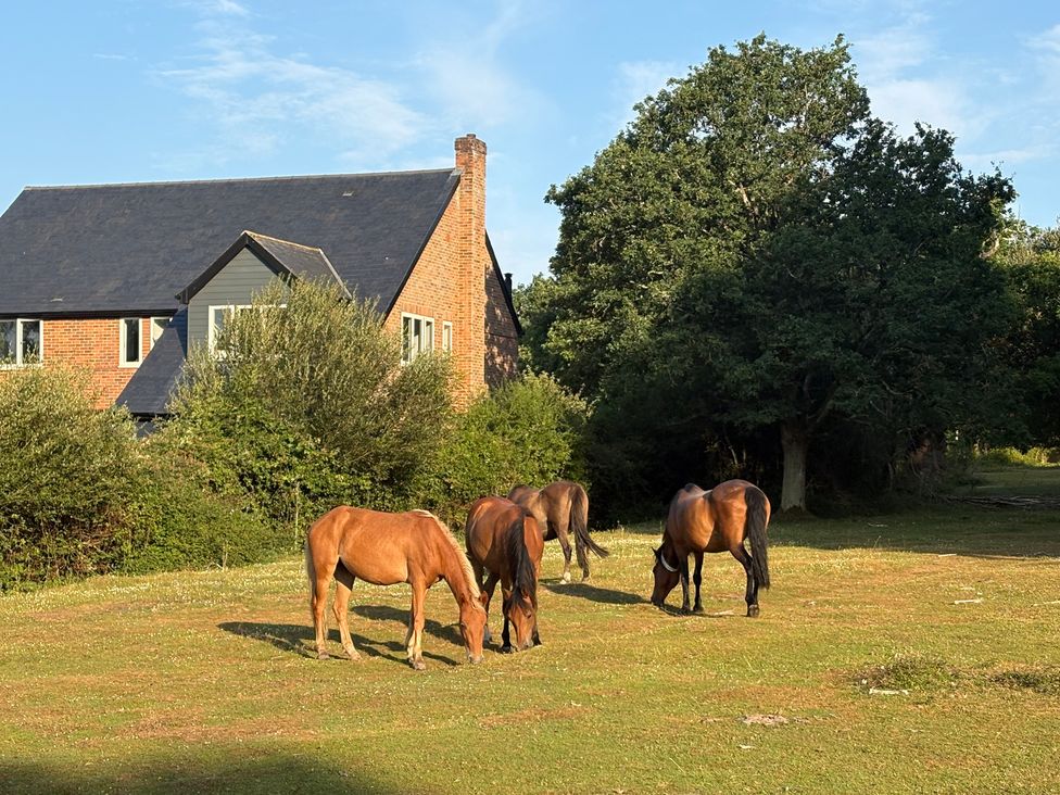 A house with horses grazing in a field at Perry Dees in Minstead