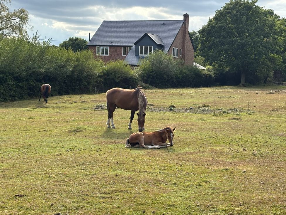 Horses grazing in a field with a house and trees in the background at Perry Dees in Minstead