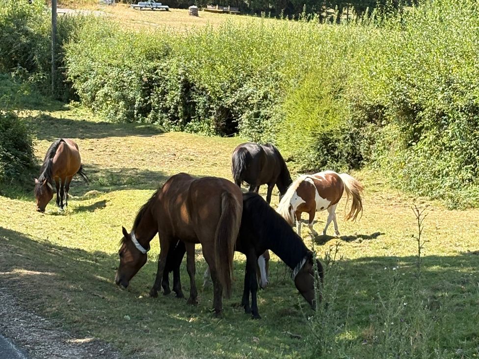 Horses grazing in a field at Perry Dees in Minstead