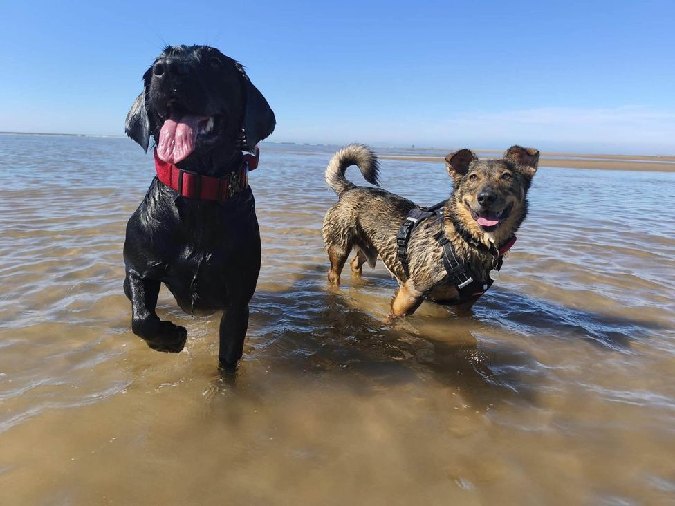 Two dogs in shallow water at a beach