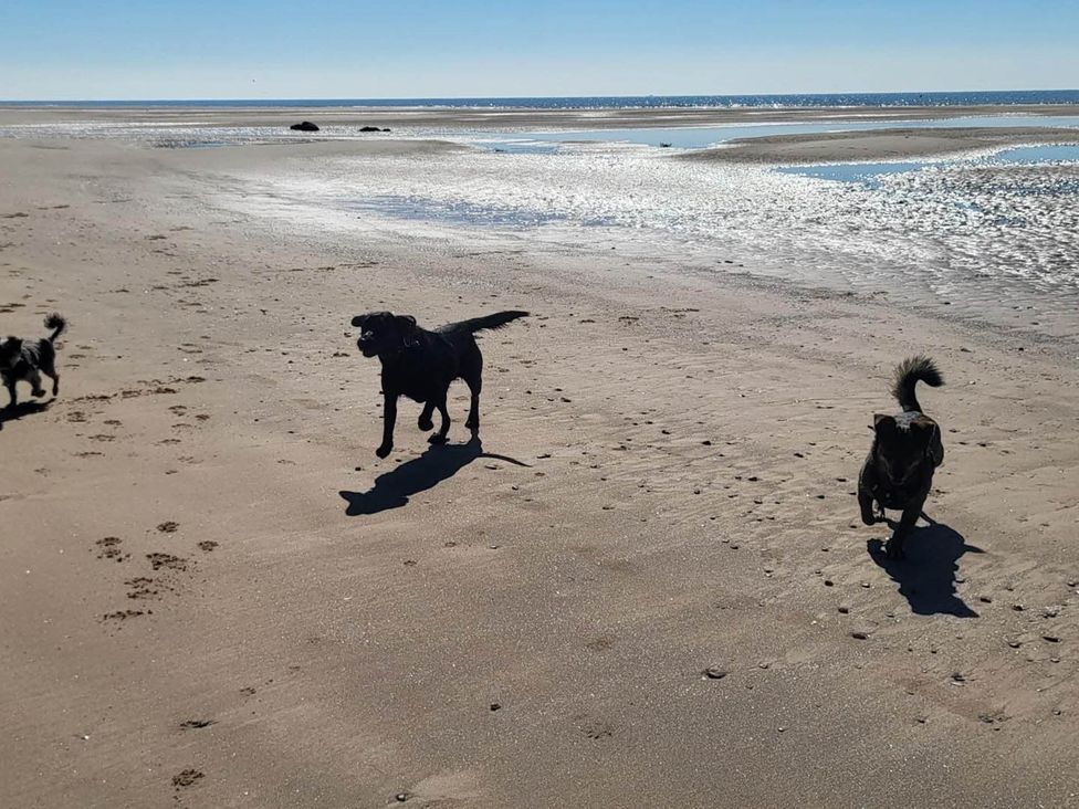Three dogs running on the beach near water