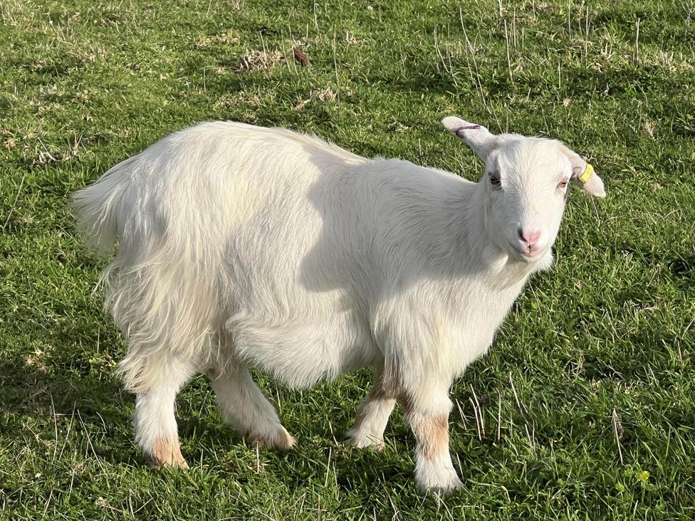 A goat standing in a grassy field