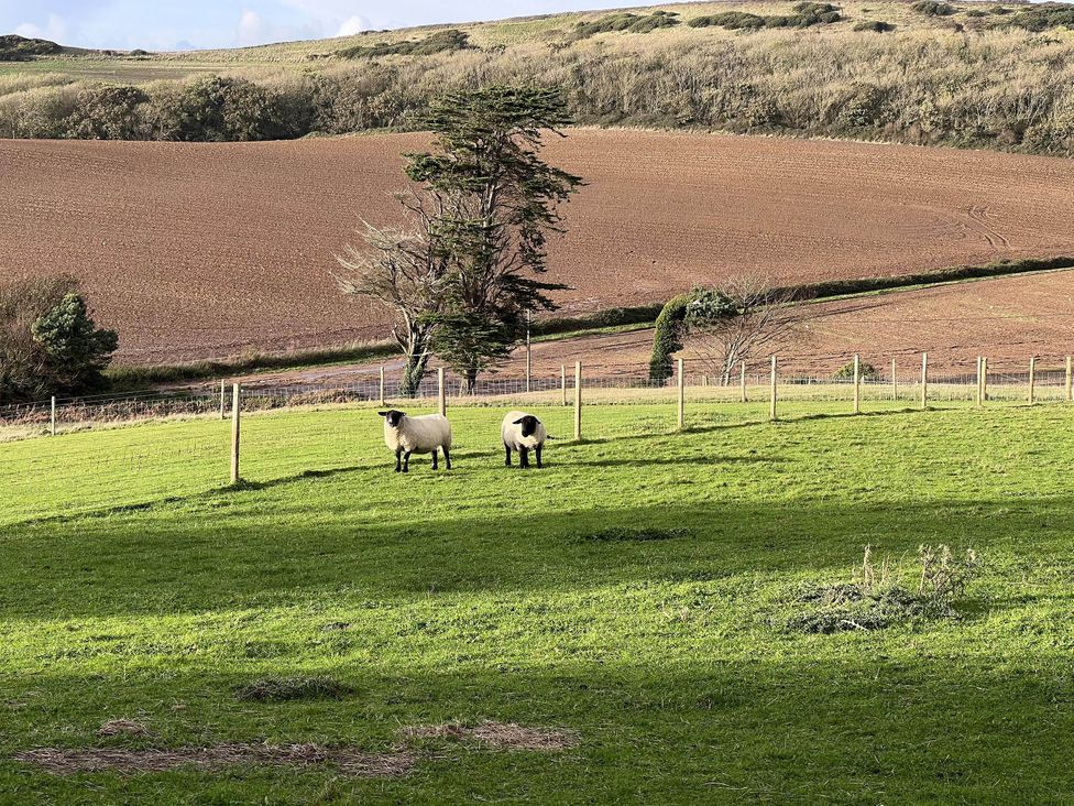 Two sheep grazing in a field near a tree in Shorwell