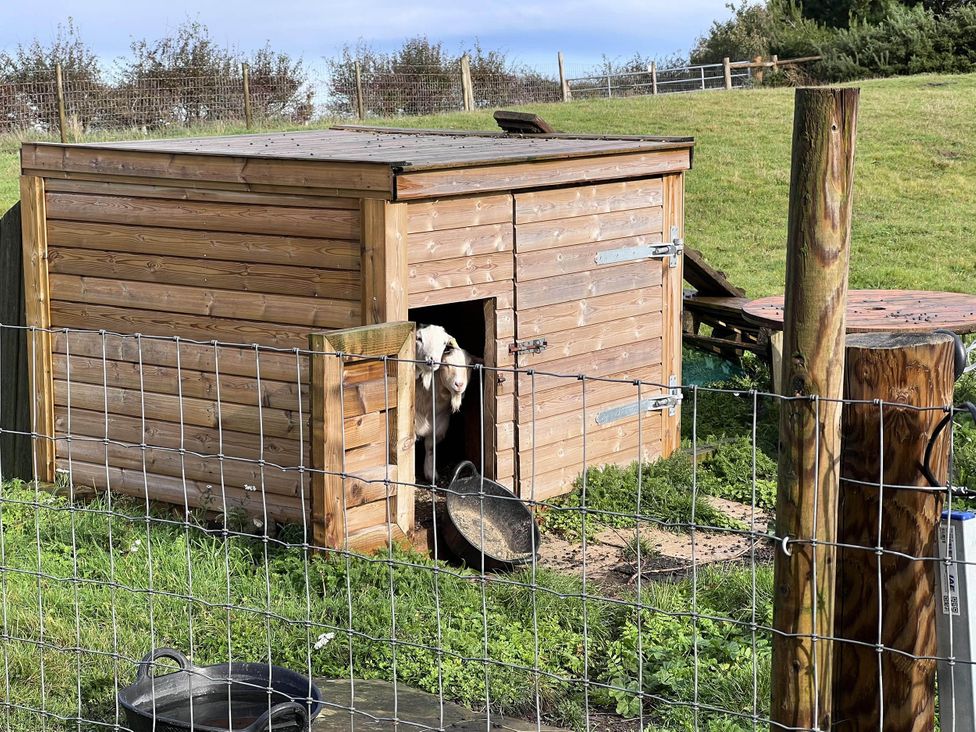 A wooden shed with a goat partially visible at the entrance in an outdoor area