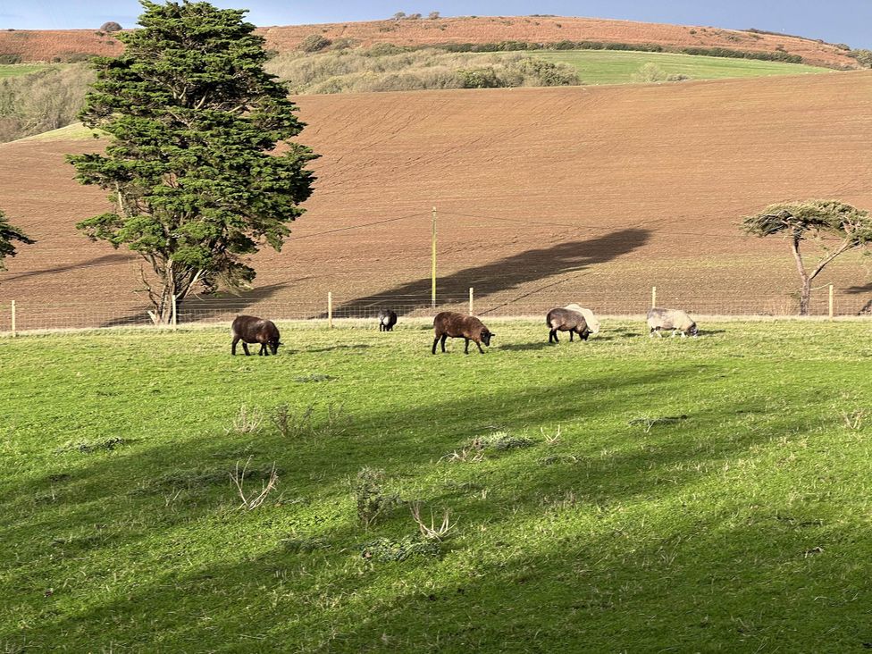 Sheep grazing in a field with a tree at Farmhouse Sleeps 5 Near Alton Towers Peak District, Shorwell