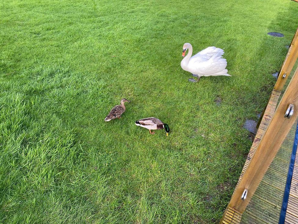 Three birds on grass at Lakeland Lodge 3Bed 2 Bath Private Patio Carnforth