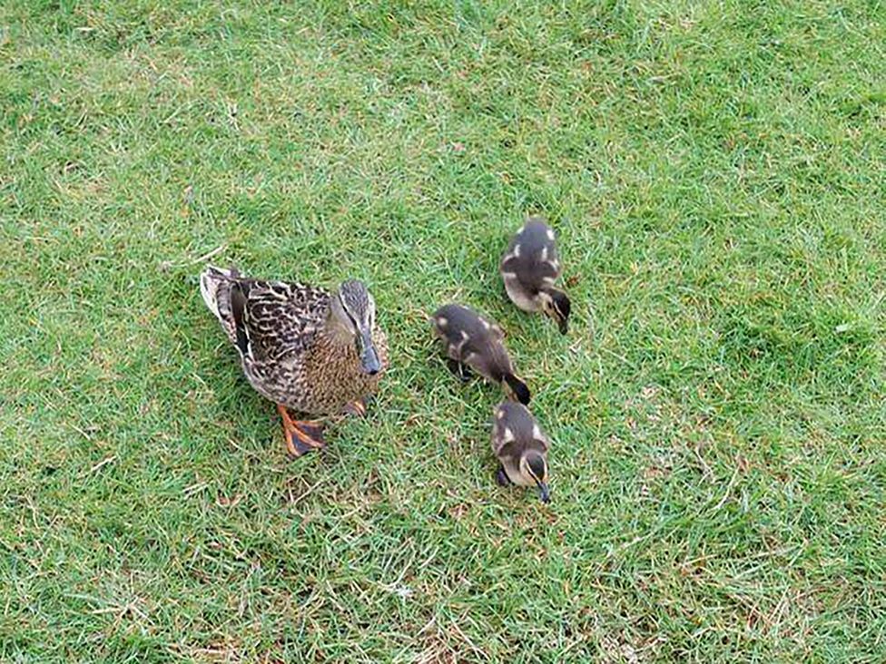 A duck and ducklings on grass at Lakeland Lodge 3Bed 2 Bath Private Patio Carnforth