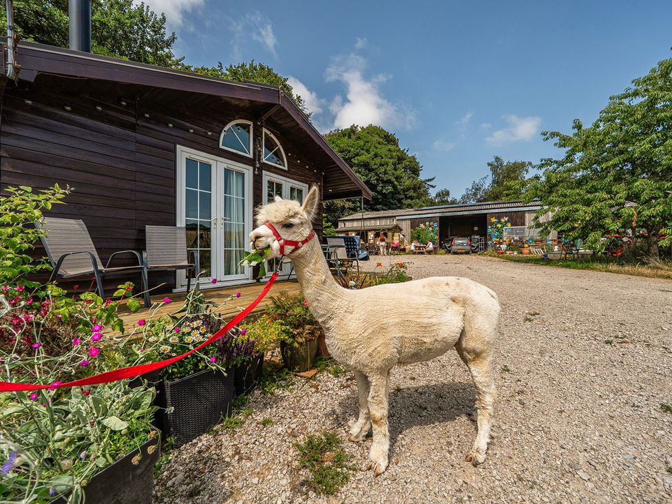 An alpaca outside a wooden cabin at Alpaca Farm Valley Views Sleeps 4 Parking Pets Husthwaite