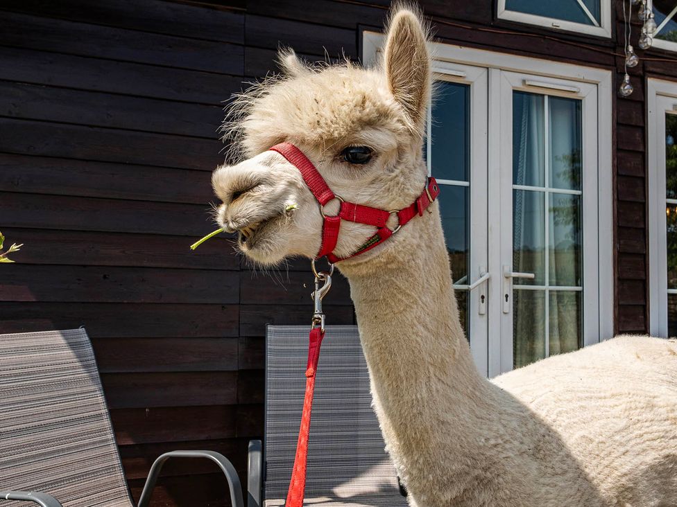 An alpaca with a harness outside at Alpaca Farm Valley Views Sleeps 4 Parking Pets in Husthwaite