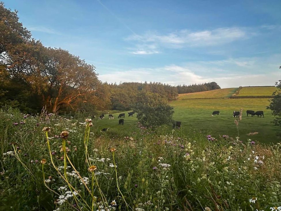 A field with cows grazing and wildflowers at an unspecified location