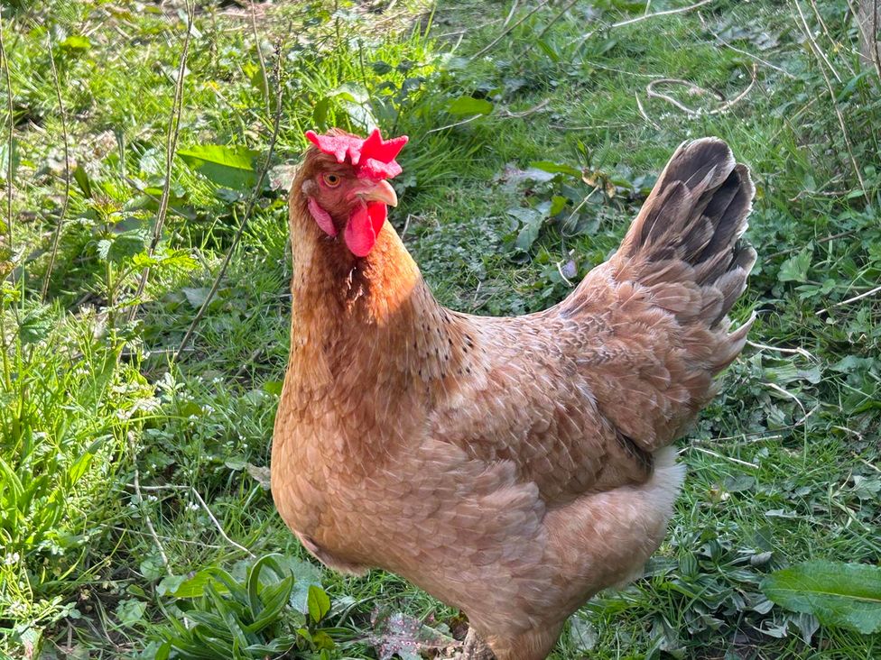 A chicken standing on grass in an outdoor setting
