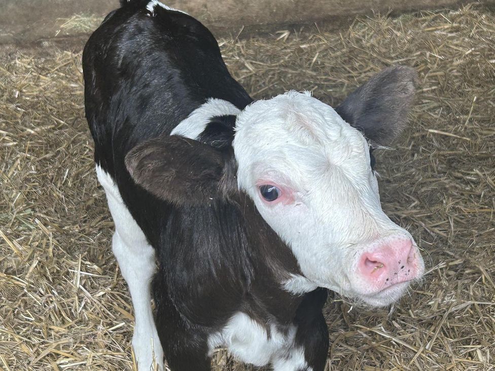 A calf standing on straw in a barn