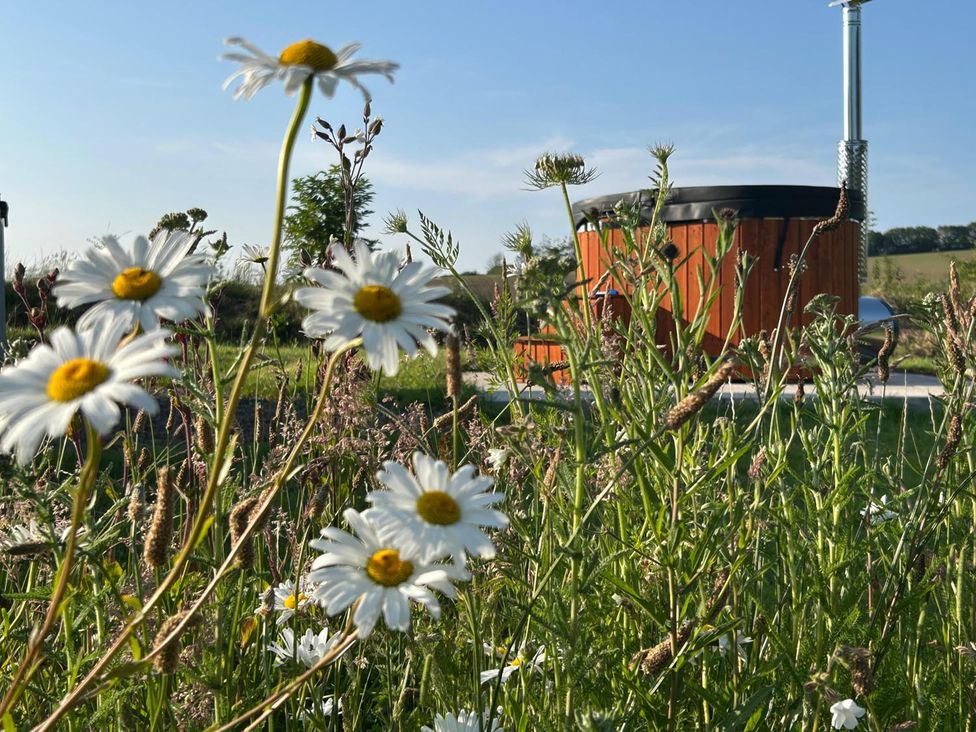 A garden with daisies and a hot tub at 