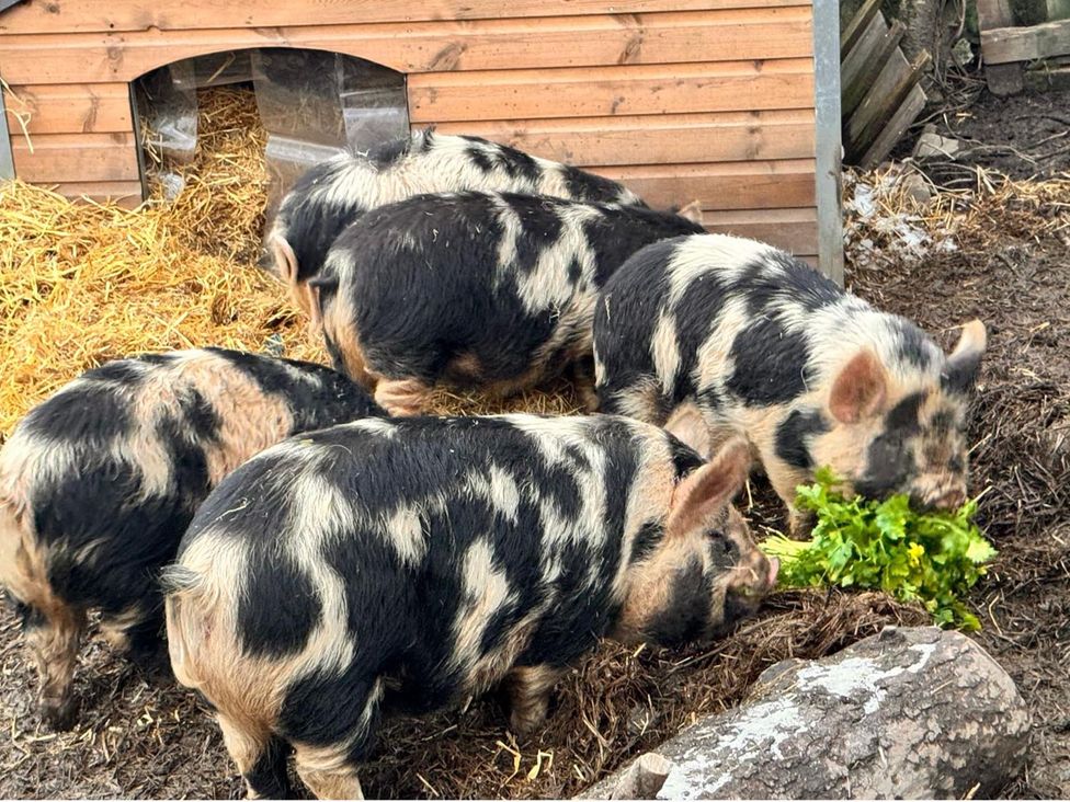 Pigs eating in a yard near a wooden shelter
