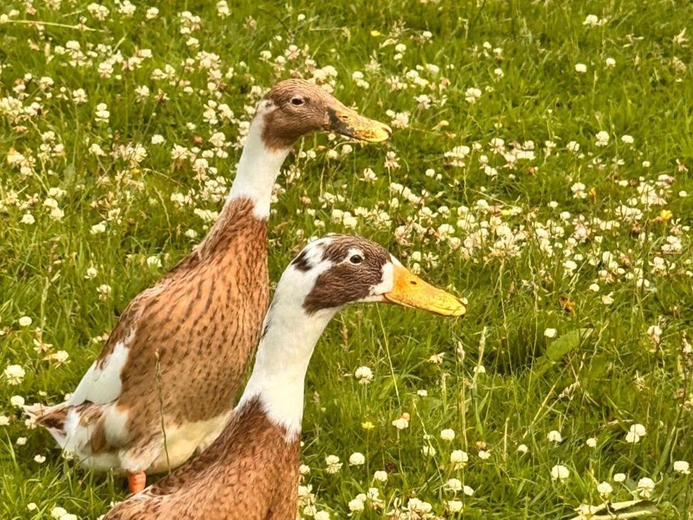 Two ducks walking on grass with clovers