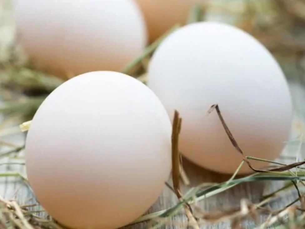Eggs in hay
