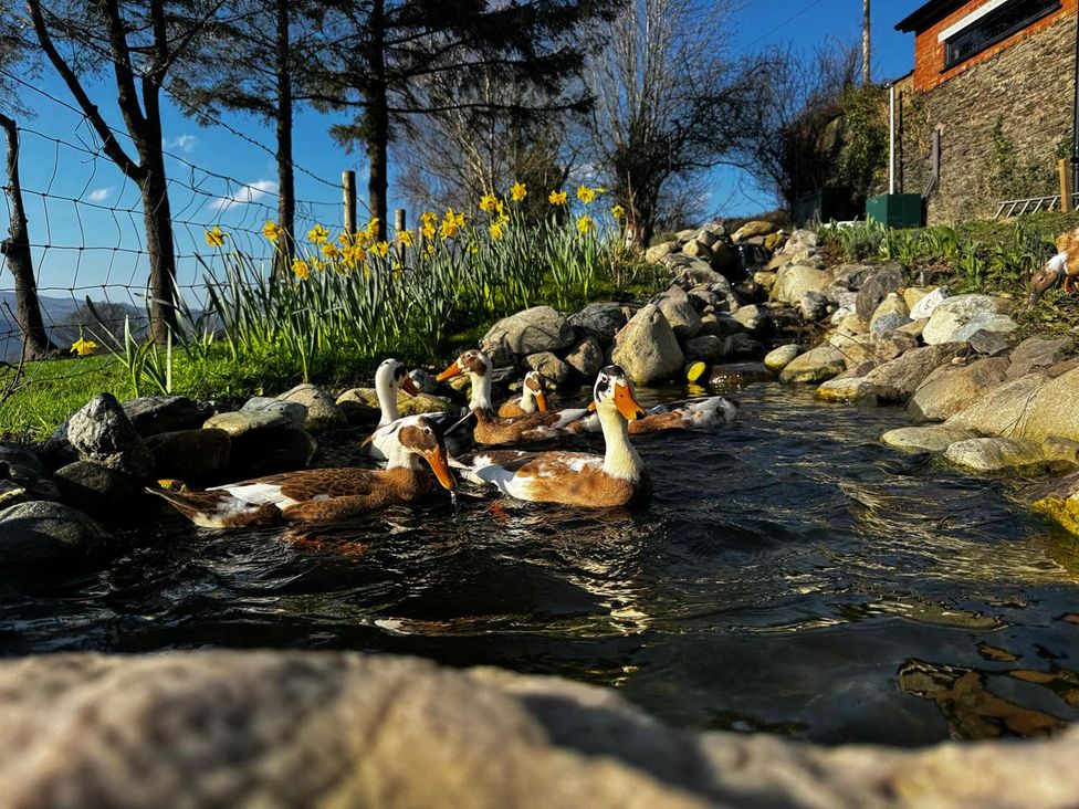 Ducks swimming in a stream with rocks and flowers at a garden