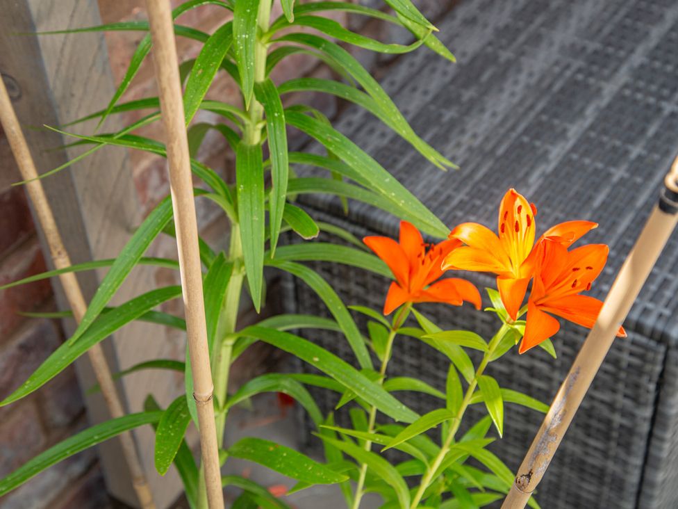 Orange lilies and green leaves beside bamboo stakes in an outdoor area at Hudson House