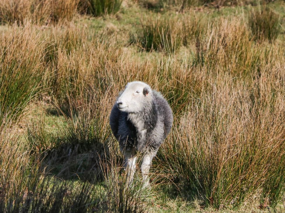 A sheep standing in a field of grass and plants at Bramble near Cleator Moor