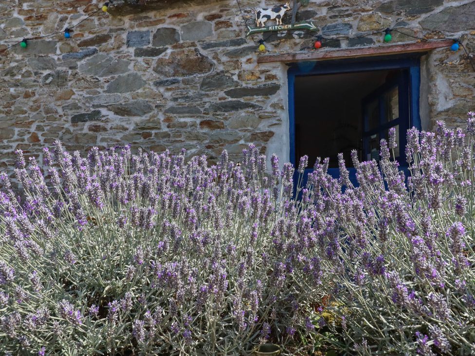 Lavender plants in front of a stone wall and a window at The Jingle House in Tregony