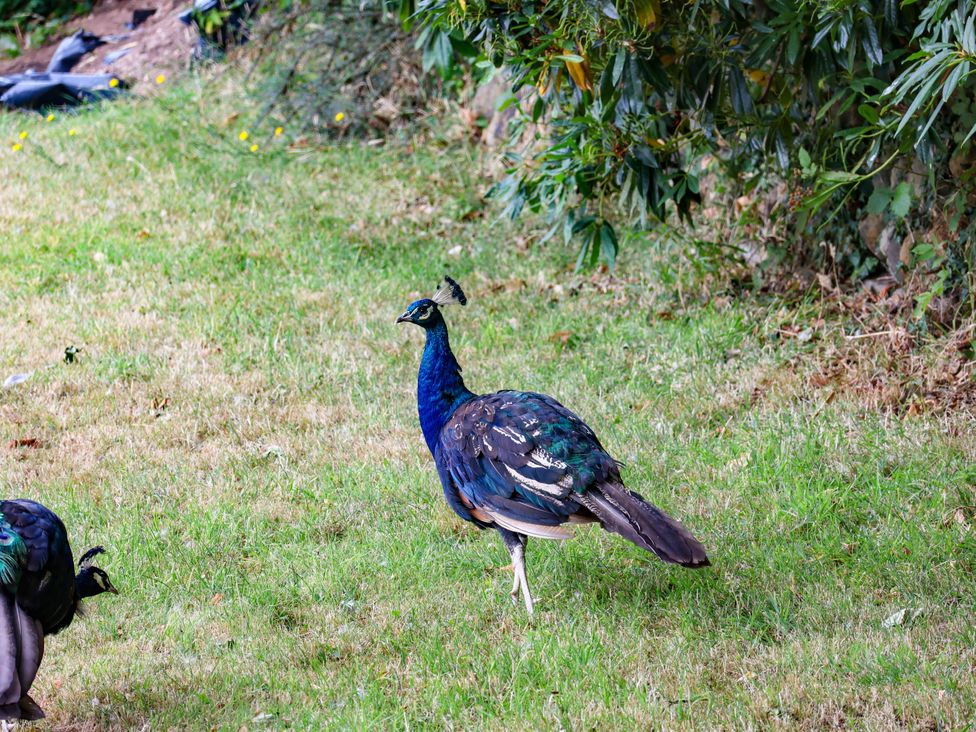 A peacock standing on grass